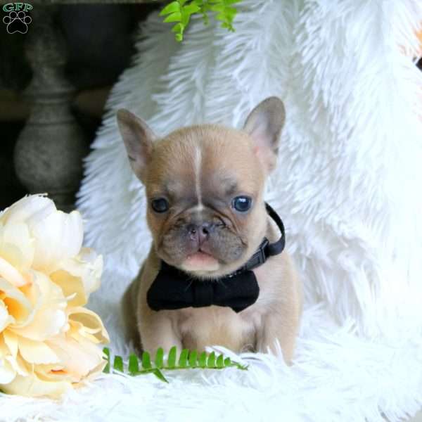 Chaser, French Bulldog Puppy