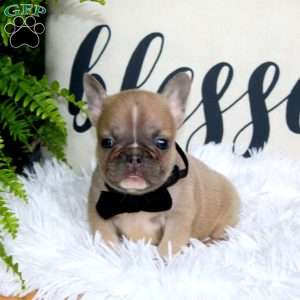 Chaser, French Bulldog Puppy