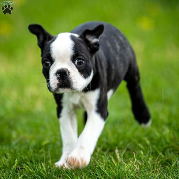 Chacey, Boston Terrier Puppy