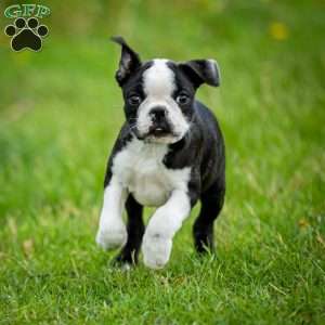 Chacey, Boston Terrier Puppy