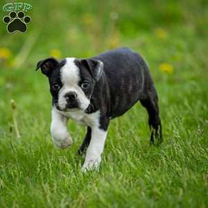 Chacey, Boston Terrier Puppy