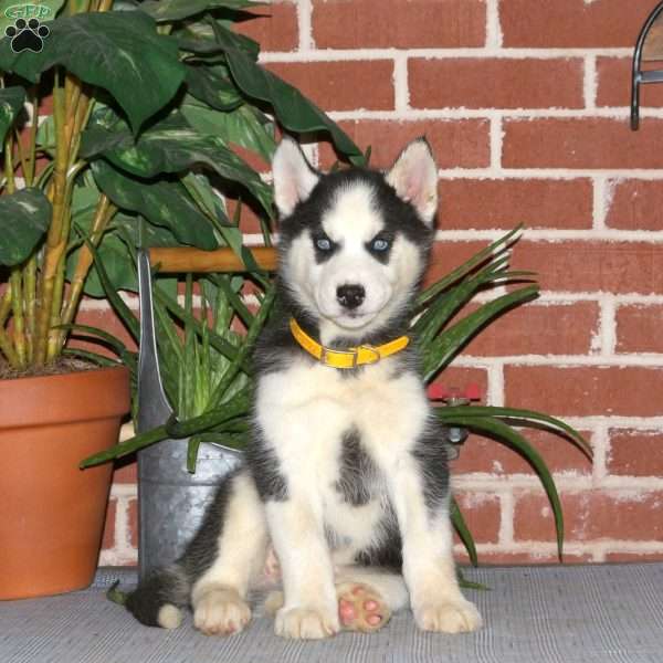 Chayenne, Siberian Husky Puppy