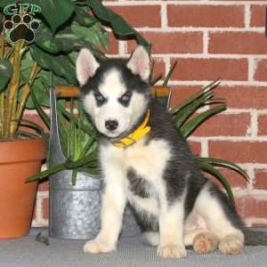 Chayenne, Siberian Husky Puppy