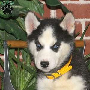 Chayenne, Siberian Husky Puppy