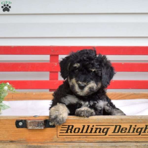 Checkers, Mini Bernedoodle Puppy