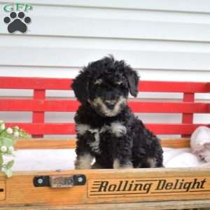 Checkers, Mini Bernedoodle Puppy