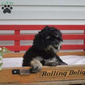 Checkers, Mini Bernedoodle Puppy