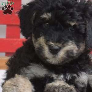 Checkers, Mini Bernedoodle Puppy