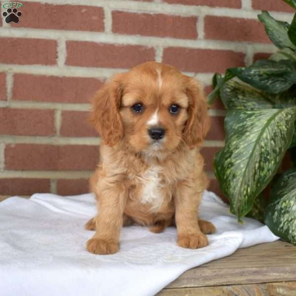 Cheddar, Cavalier King Charles Spaniel Puppy