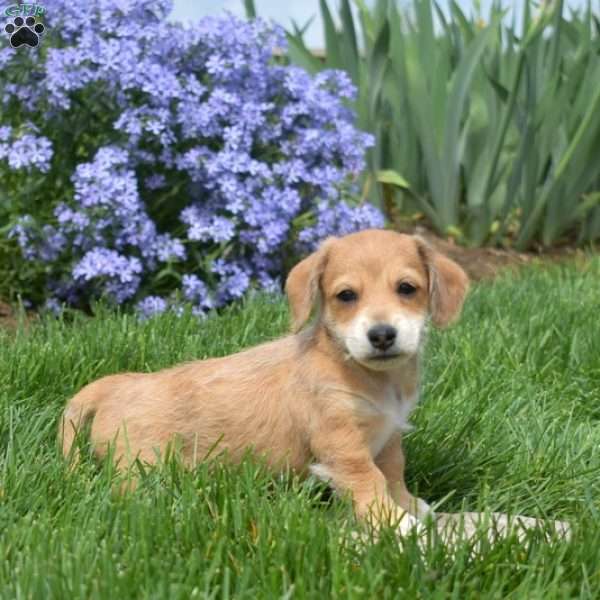 Cheddar, Dachshund Mix Puppy