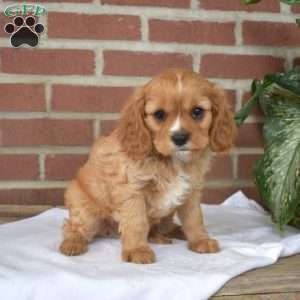 Cheddar, Cavalier King Charles Spaniel Puppy