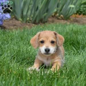 Cheddar, Dachshund Mix Puppy