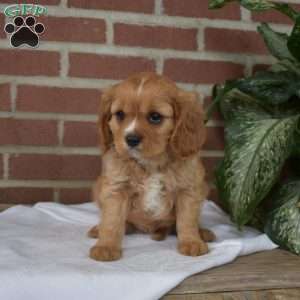 Cheddar, Cavalier King Charles Spaniel Puppy