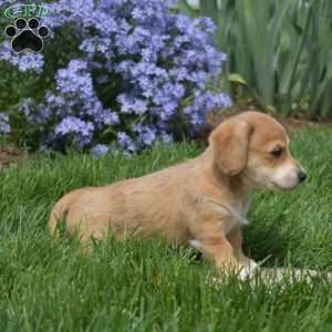 Cheddar, Dachshund Mix Puppy