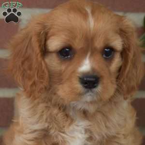 Cheddar, Cavalier King Charles Spaniel Puppy