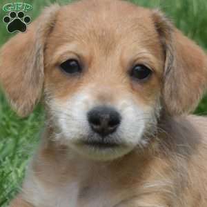Cheddar, Dachshund Mix Puppy