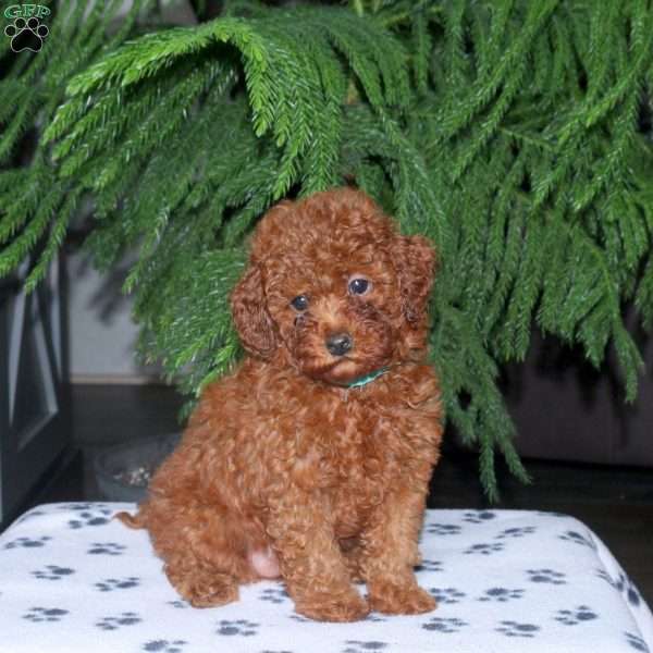 Chelsea, Toy Poodle Puppy