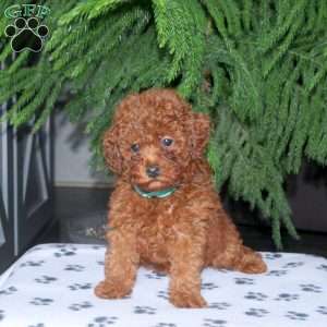 Chelsea, Toy Poodle Puppy