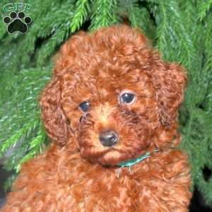 Chelsea, Toy Poodle Puppy