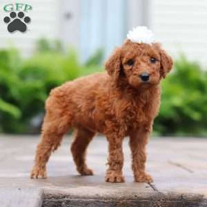Cherry, Goldendoodle Puppy