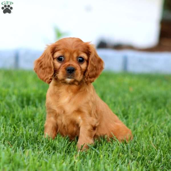 Cherry, Cavalier King Charles Spaniel Puppy