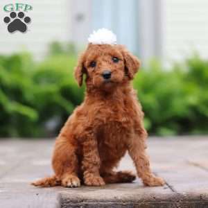 Cherry, Goldendoodle Puppy