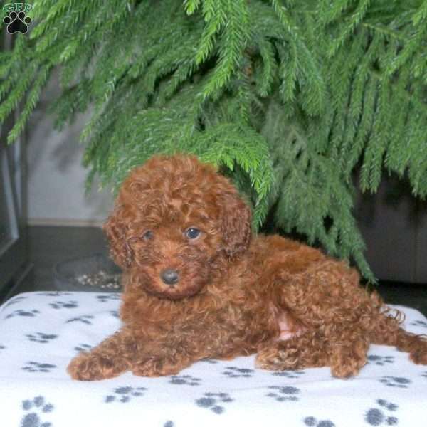 Cheryl, Toy Poodle Puppy