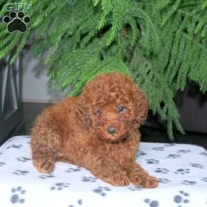 Cheryl, Toy Poodle Puppy