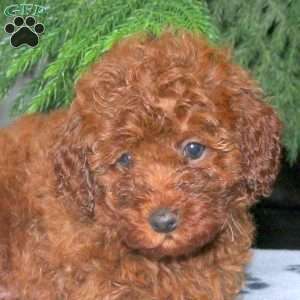 Cheryl, Toy Poodle Puppy