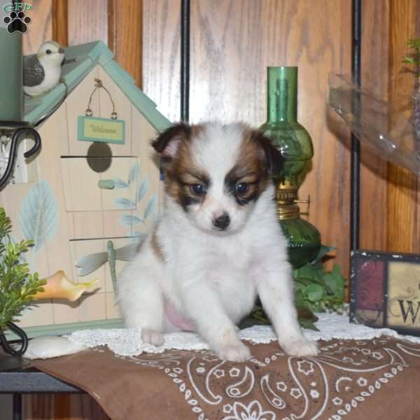 Chevy, Papillon Puppy