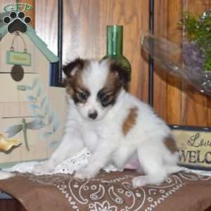 Chevy, Papillon Puppy