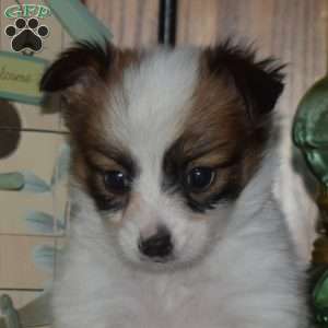 Chevy, Papillon Puppy