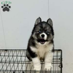 Chewy, Siberian Husky Puppy