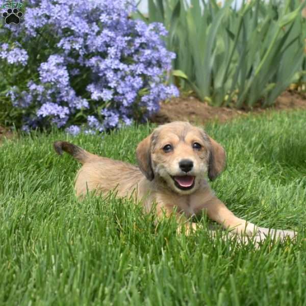 Chex, Dachshund Mix Puppy