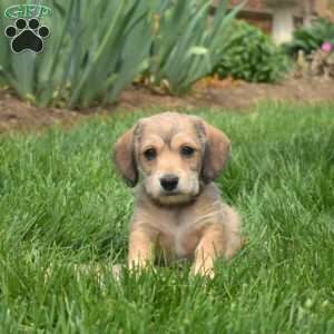 Chex, Dachshund Mix Puppy