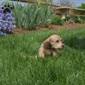 Chex, Dachshund Mix Puppy