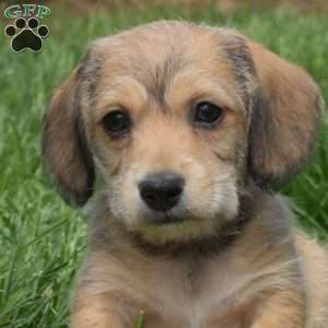 Chex, Dachshund Mix Puppy