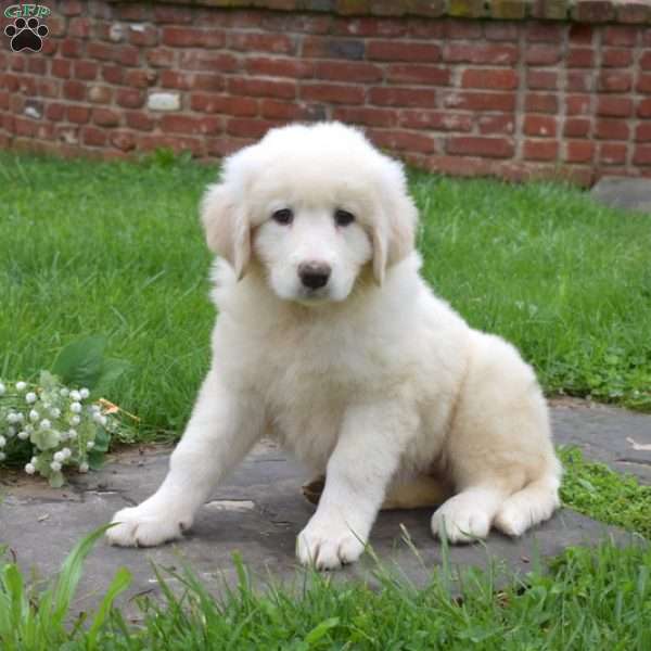 Cheyenne, Maremma Sheepdog Puppy