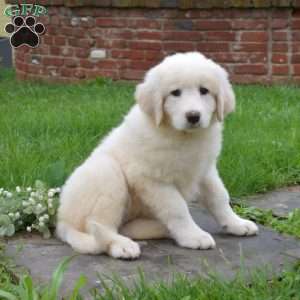 Cheyenne, Maremma Sheepdog Puppy
