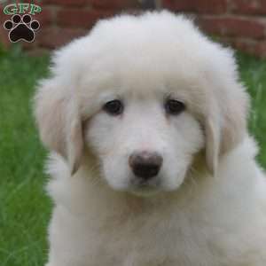 Cheyenne, Maremma Sheepdog Puppy
