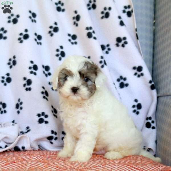 Chico, Cavapoo Puppy