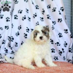 Chico, Cavapoo Puppy