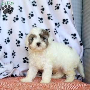 Chico, Cavapoo Puppy