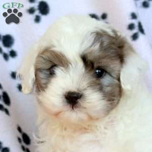 Chico, Cavapoo Puppy