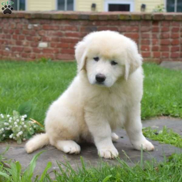 Chief, Maremma Sheepdog Puppy