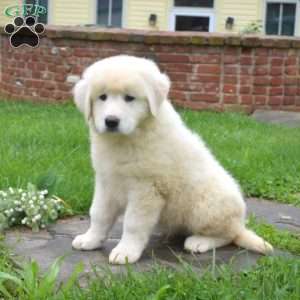 Chief, Maremma Sheepdog Puppy