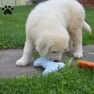 Chief, Maremma Sheepdog Puppy