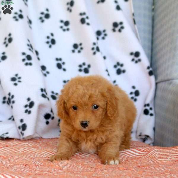Chili, Cavapoo Puppy