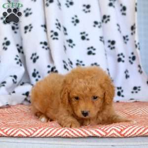 Chili, Cavapoo Puppy