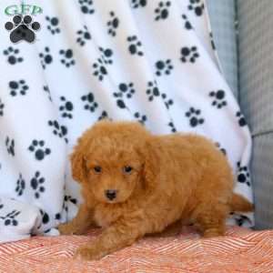 Chili, Cavapoo Puppy
